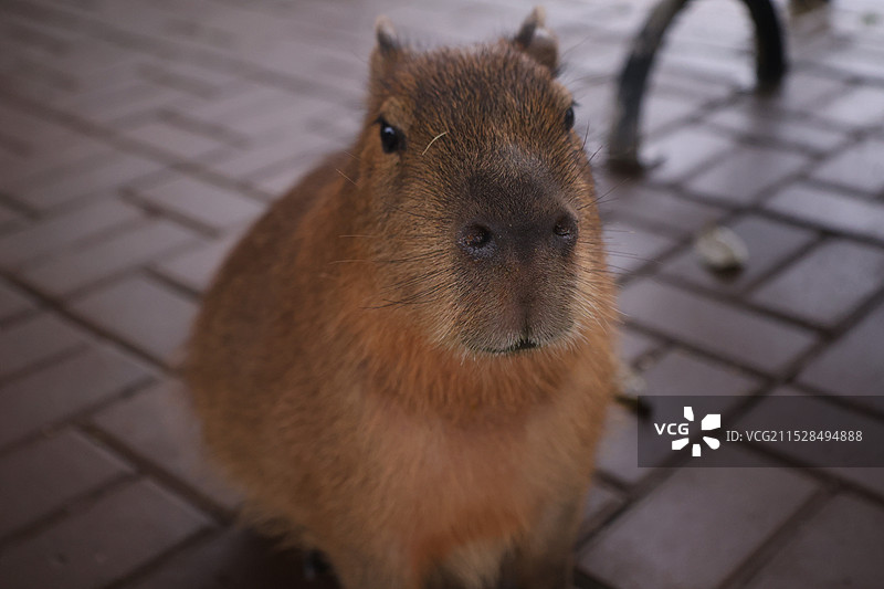 豚鼠特写镜头图片素材