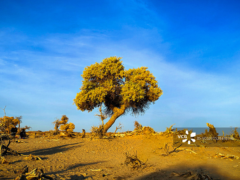 蓝调时间的胡杨图片素材