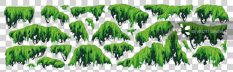 绿色沼泽苔藓悬挂在丛林中蔓延图片素材