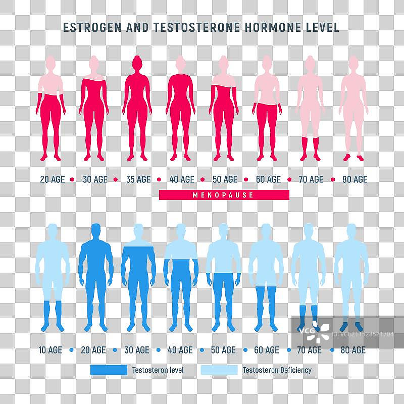 不同年龄段的雌激素和睾酮激素水平图片素材