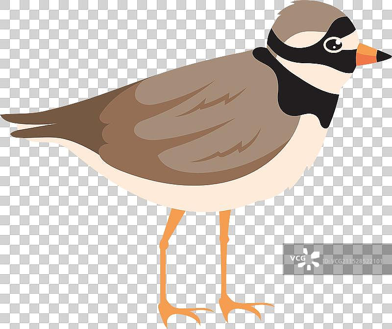 小型有翼海岸鸟图片素材