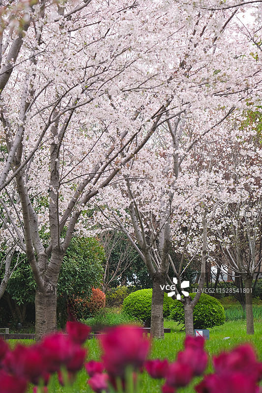 春天公园里樱花盛开的美丽风景图片素材
