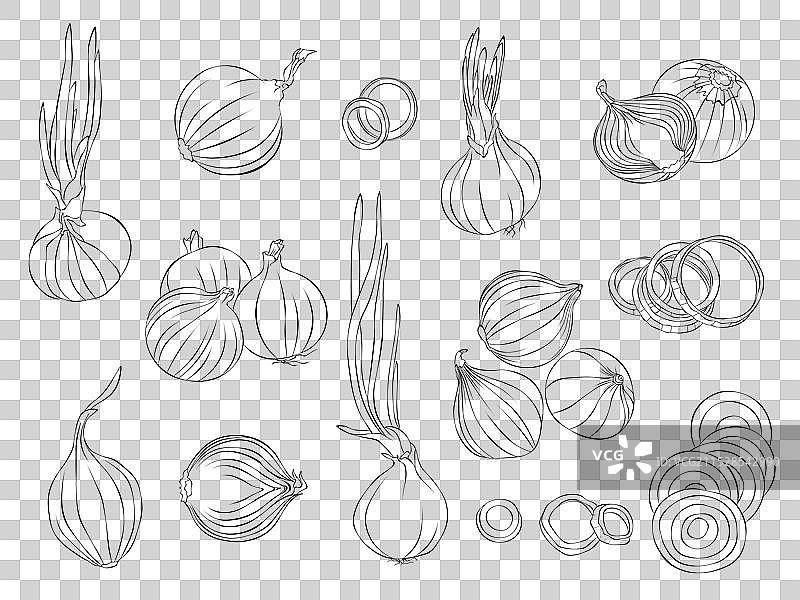 洋葱轮廓简单图示图片素材
