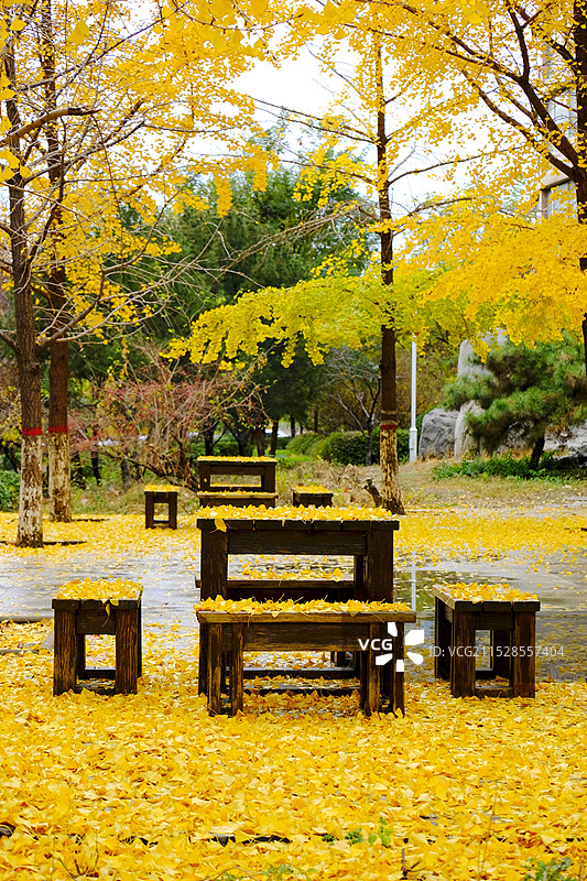 秋天的银杏叶。满地的落叶。风景。图片素材