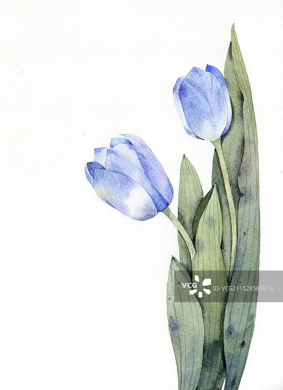 郁金香图片素材