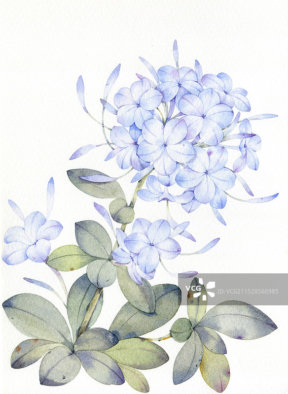 蓝雪花图片素材