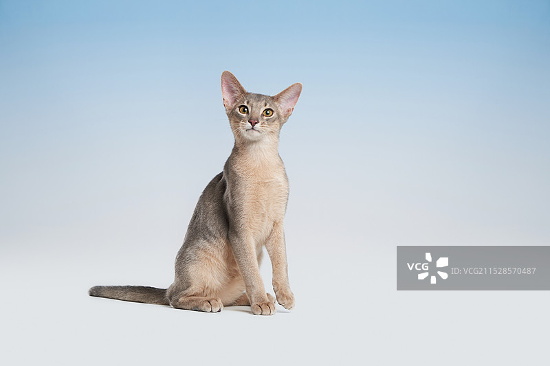 Abyssinian阿比西尼亚猫图片素材