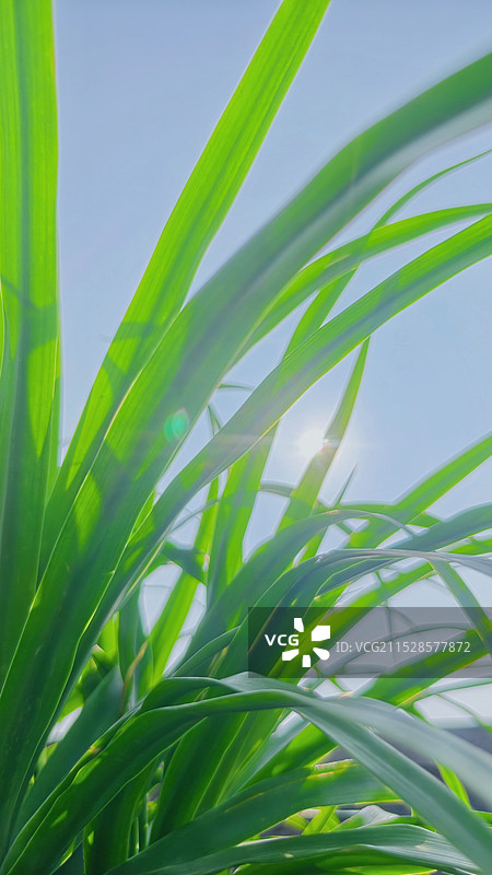 长势正盛的白菜葱苗图片素材