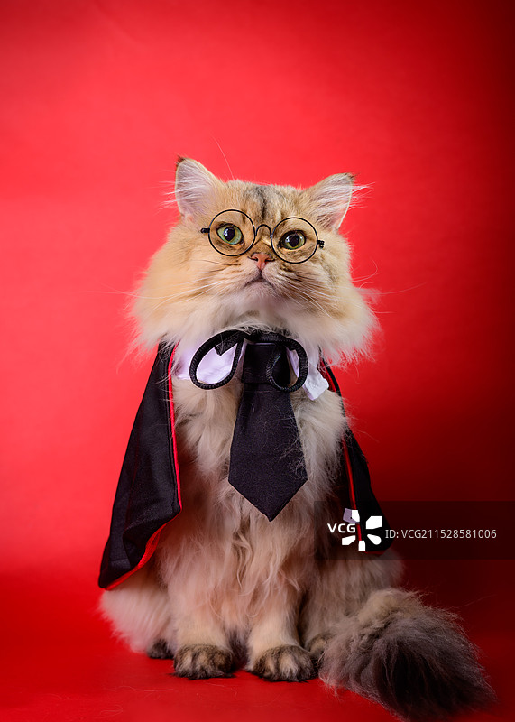 哈利波特喵图片素材