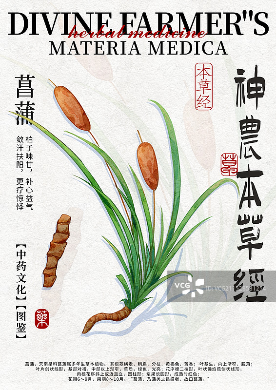 菖蒲手绘中药材水彩插画设计模版图片素材