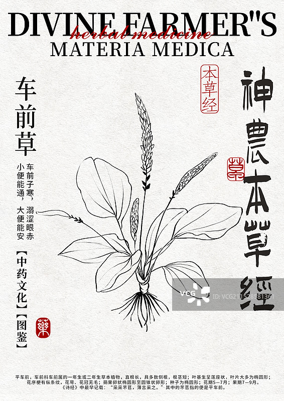 车前草手绘中药材水彩插画设计模版图片素材