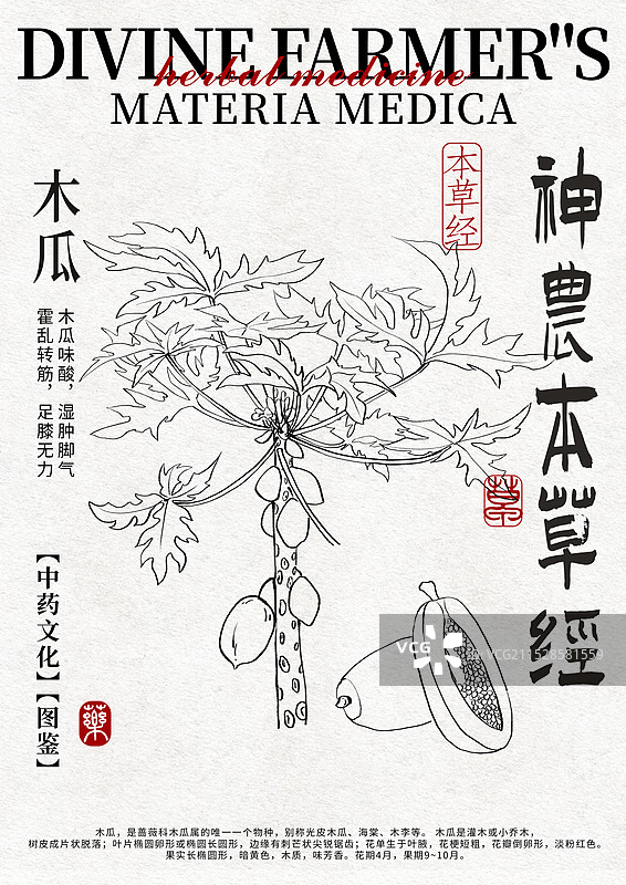 木瓜手绘中药材水彩插画设计模版图片素材
