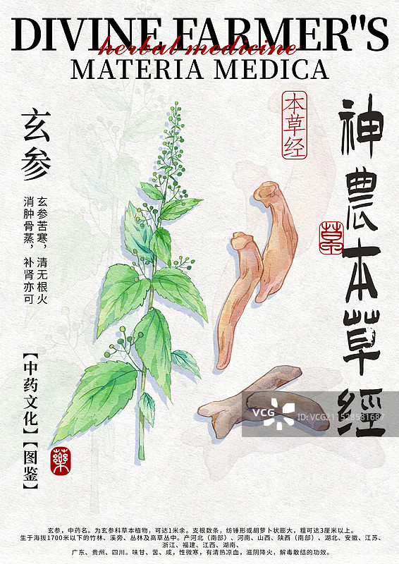 玄参手绘中药材水彩插画设计模版图片素材