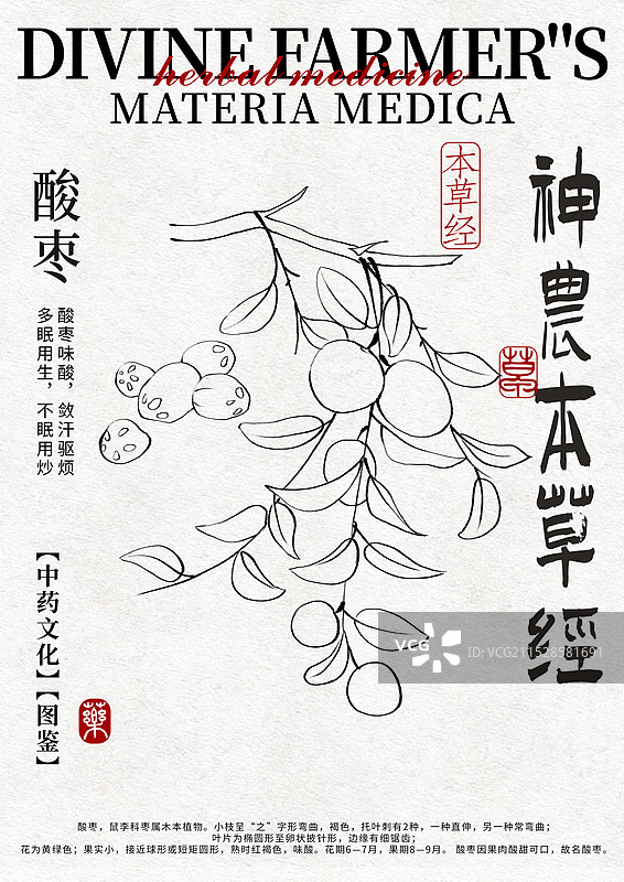 酸枣手绘中药材水彩插画设计模版图片素材
