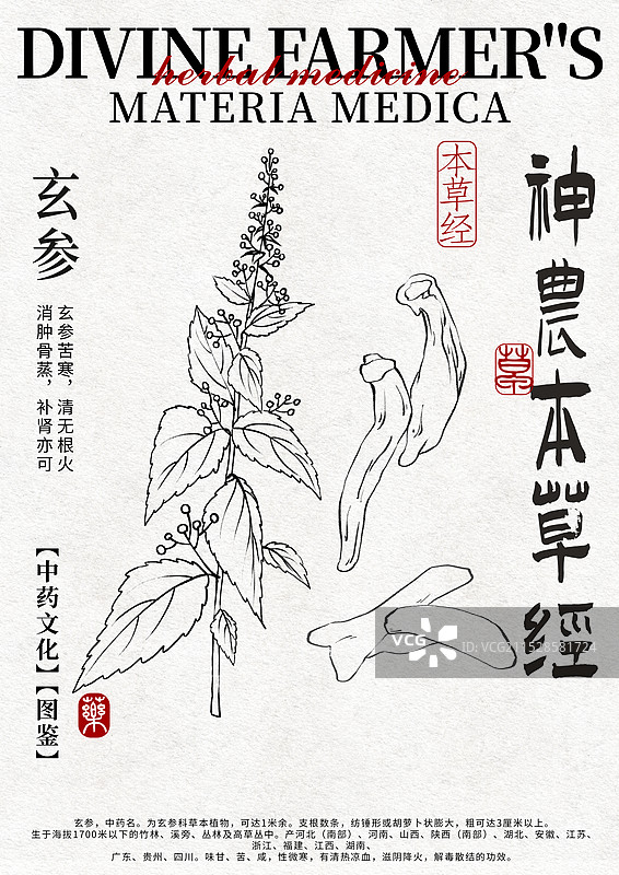 玄参手绘中药材水彩插画设计模版图片素材