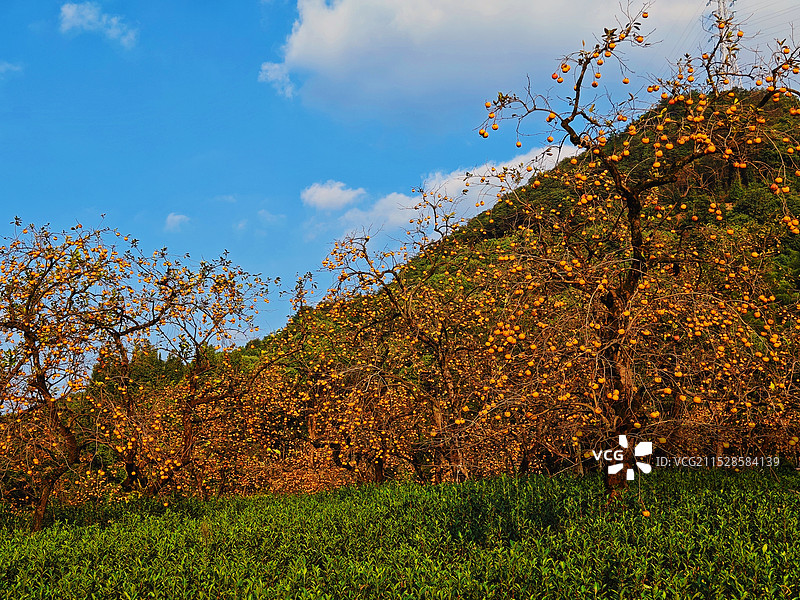 蓝天白云下的丰收柿林图片素材