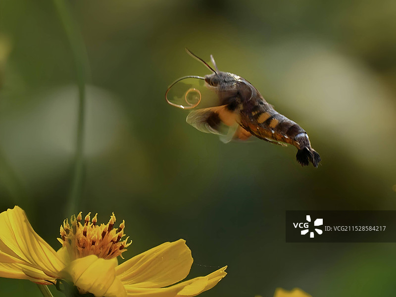 蜂鸟鹰蛾图片素材