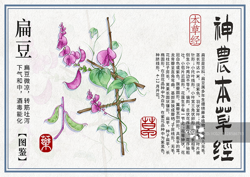 扁豆手绘中药材水彩插画设计横版模版图片素材
