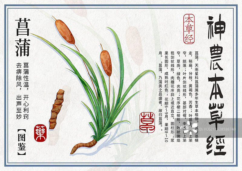 菖蒲手绘中药材水彩插画设计横版模版图片素材
