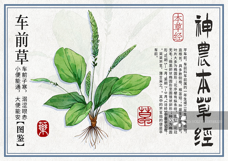 车前草手绘中药材水彩插画设计横版模版图片素材