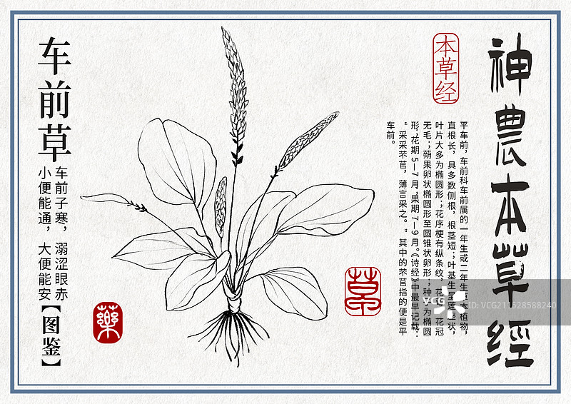 车前草手绘中药材水彩插画设计横版模版图片素材