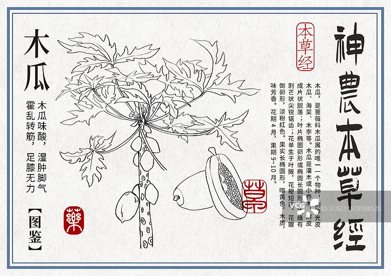 木瓜手绘中药材水彩插画设计横版模版图片素材