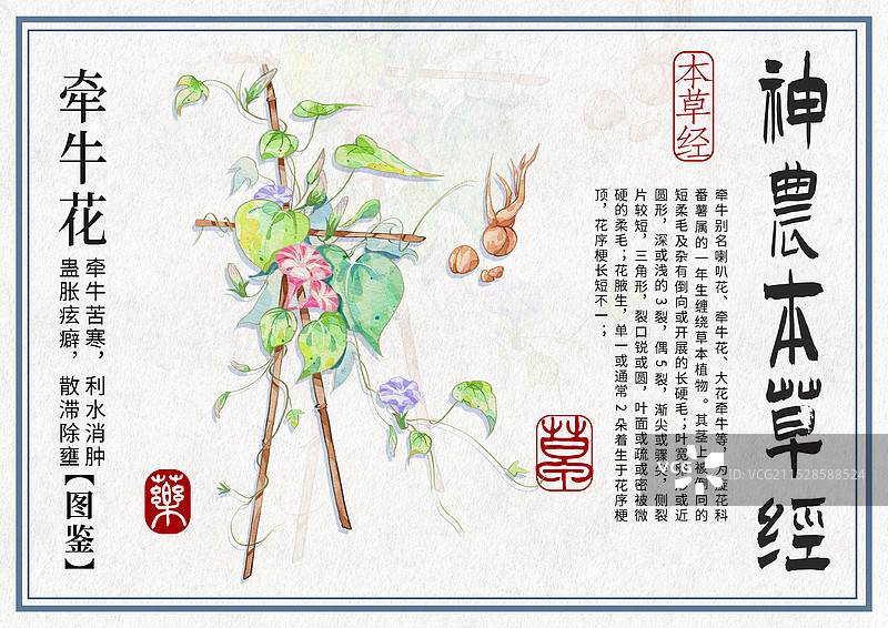 牵牛花手绘中药材水彩插画设计横版模版图片素材