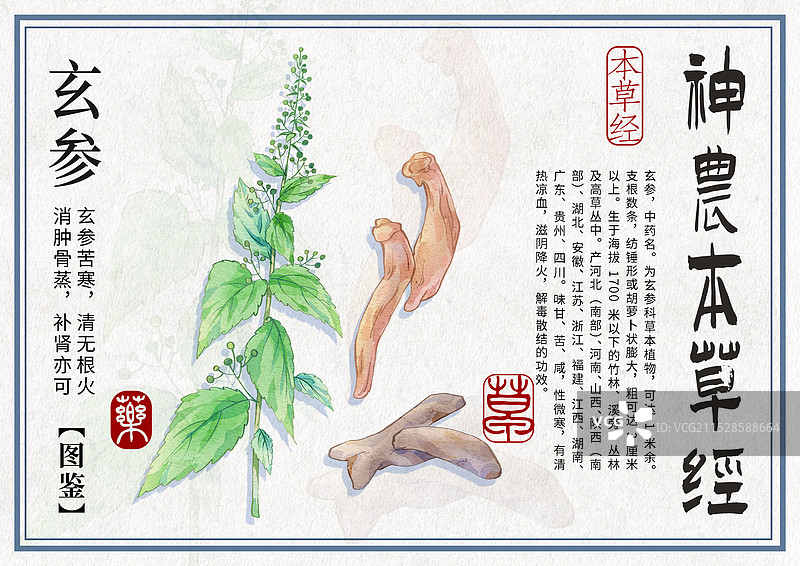 玄参手绘中药材水彩插画设计横版模版图片素材