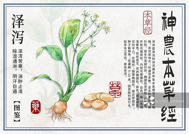 泽泻手绘中药材水彩插画设计横版模版图片素材
