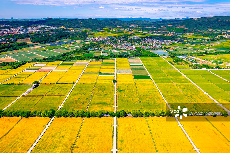 秋日金色田园——广州增城丝苗米稻田图片素材