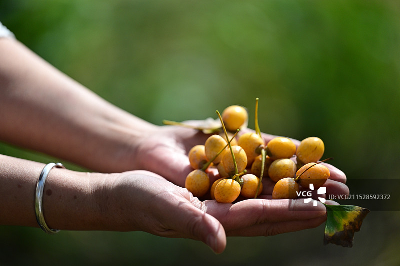 金秋成熟的银杏果子图片素材