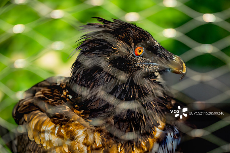 俄罗斯负情录2图片素材