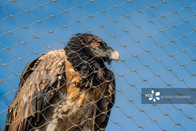 俄罗斯负情录2图片素材