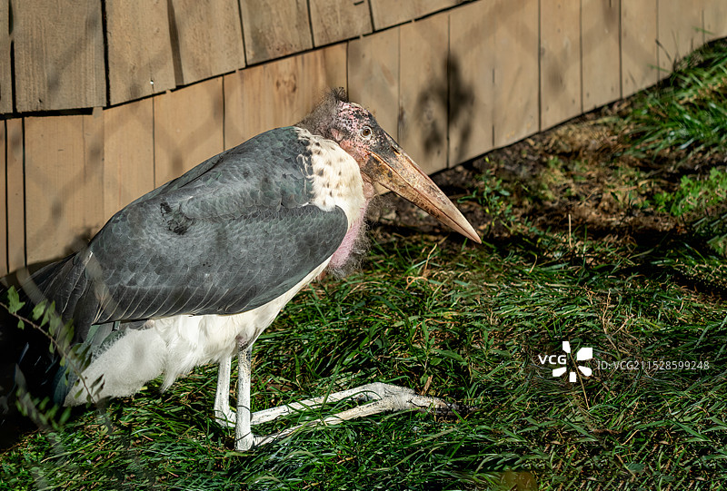 俄罗斯负情录2图片素材
