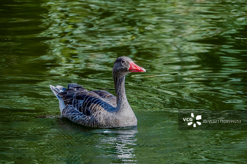 俄罗斯负情录2图片素材