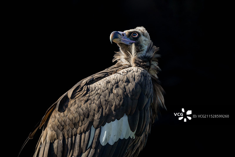 俄罗斯负情录2图片素材