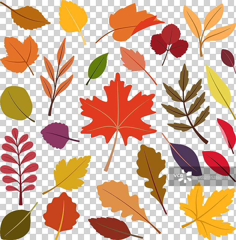 一组色彩斑斓的孤立秋叶在白色背景上图片素材