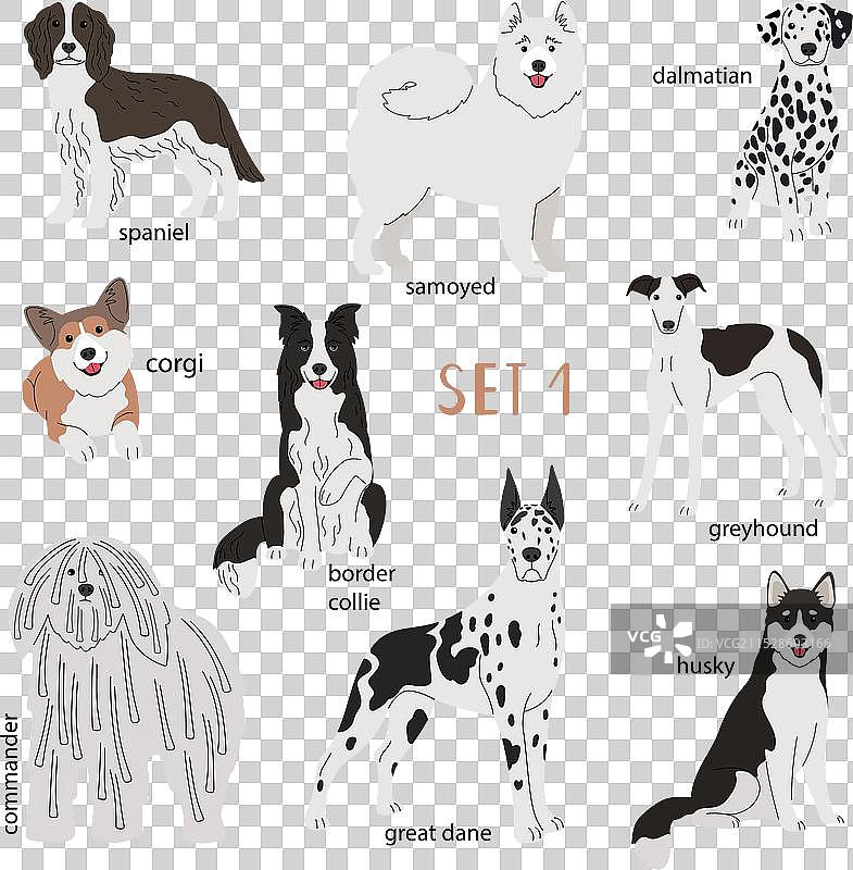 各种品种的白色狗狗合集图片素材