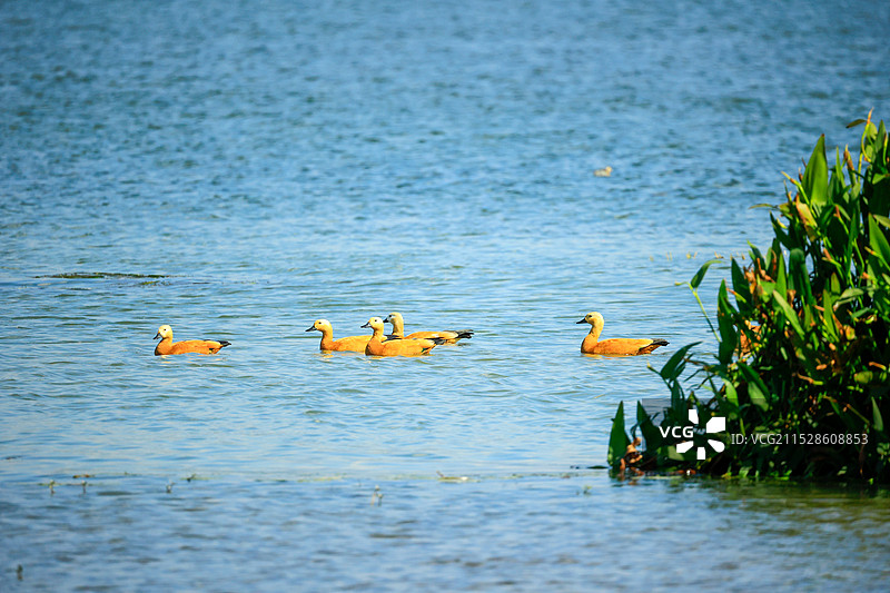 麻鸭大黄鸭图片素材