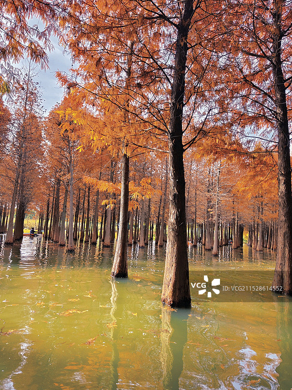 泛舟红杉林图片素材