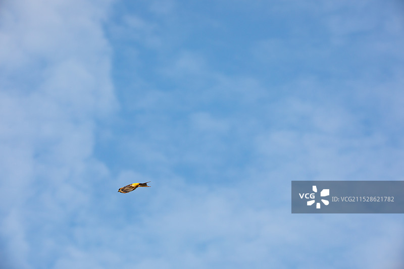 金腰燕图片素材