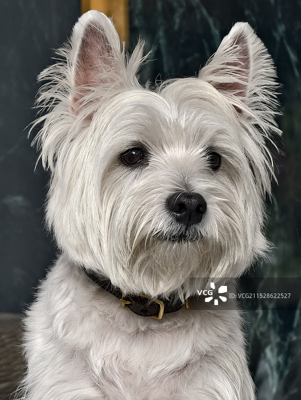 西部高地白梗犬的特写肖像图片素材