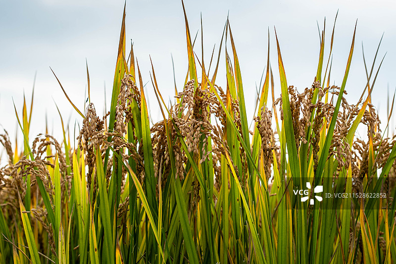 水稻农业大米丰收丰收稻谷稻田播种乡村振兴图片素材