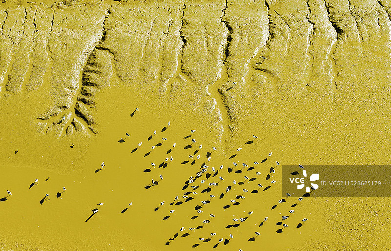 潮汐树图片素材