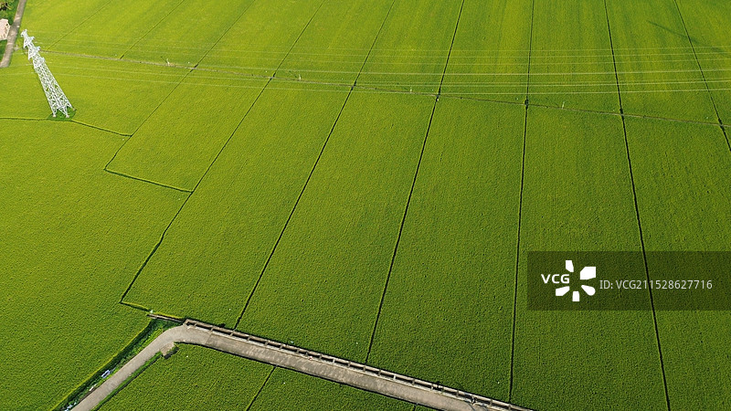 稻田图片素材