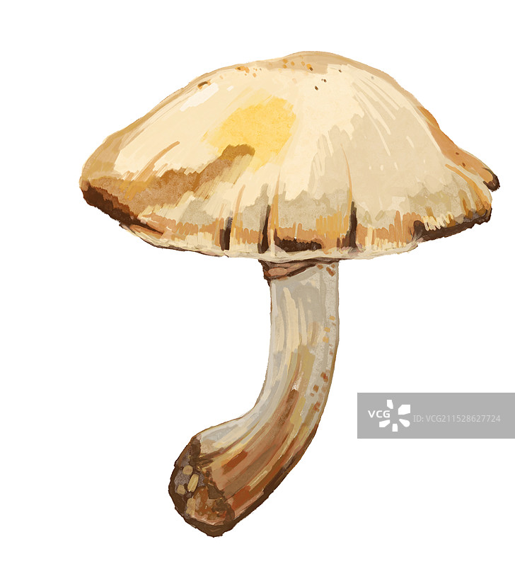 黄斑菇图片素材
