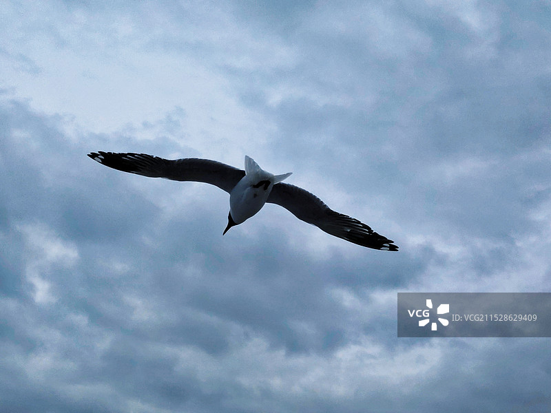 青海湖的海鸥图片素材