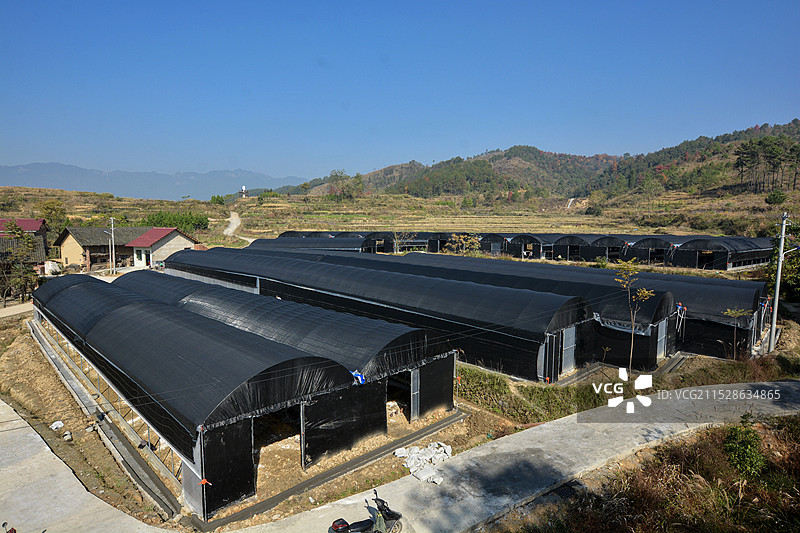 高角度俯瞰香菇种植大棚图片素材