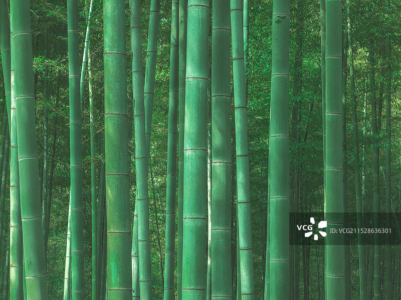 南山竹海图片素材