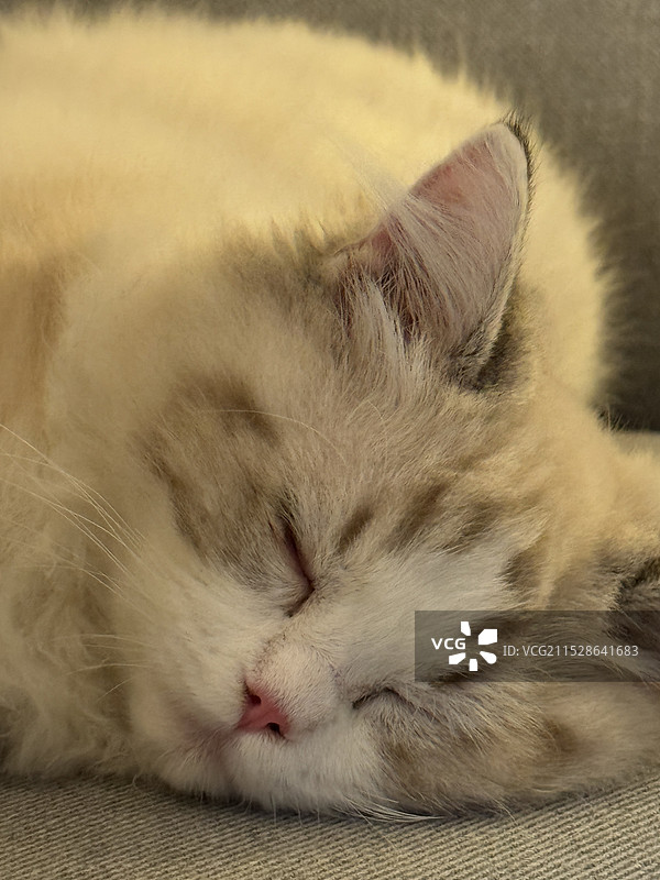 小泡芙图片素材